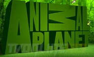 Animal Planet Live Online România | Program Animal Planet și Documentare